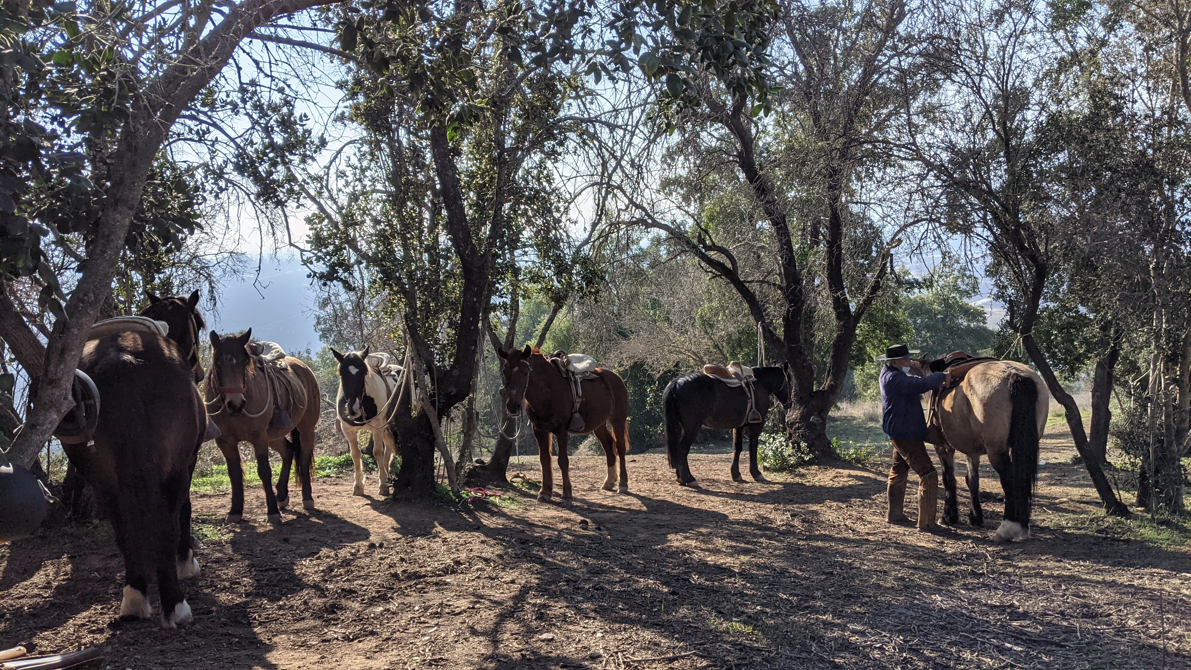 Cabalgata en Viña VIK