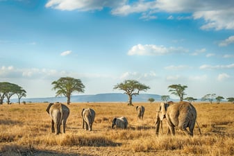 Viaje al Serengeti, Tanzania: el rey de los safaris en África