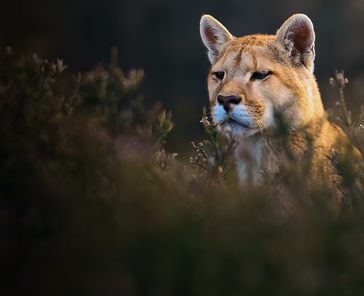 cerrro-guido-escritorio4