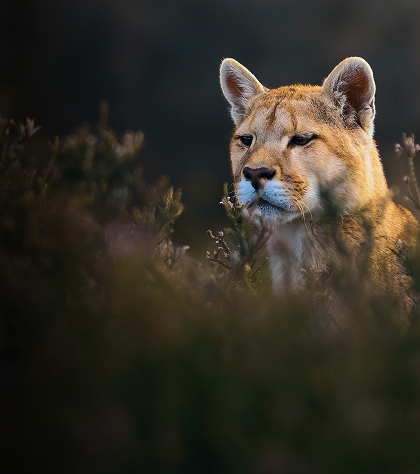 cerrro-guido-escritorio6